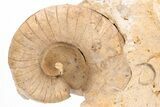 Ordovician Nautiloid (Plectoceras) Fossil - Wisconsin #215201-1